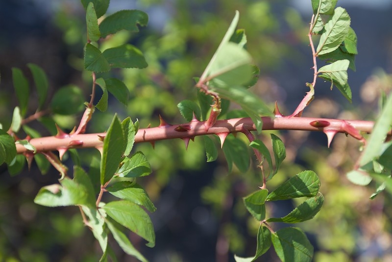 Section of stem with a many sharp prickles.