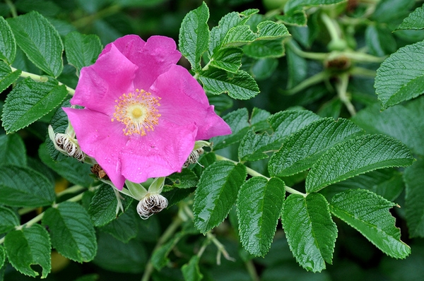 Rosa rugosa