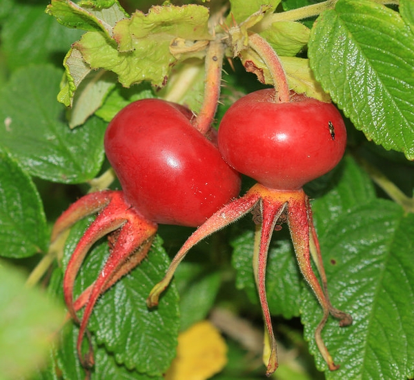 Rosa rugosa