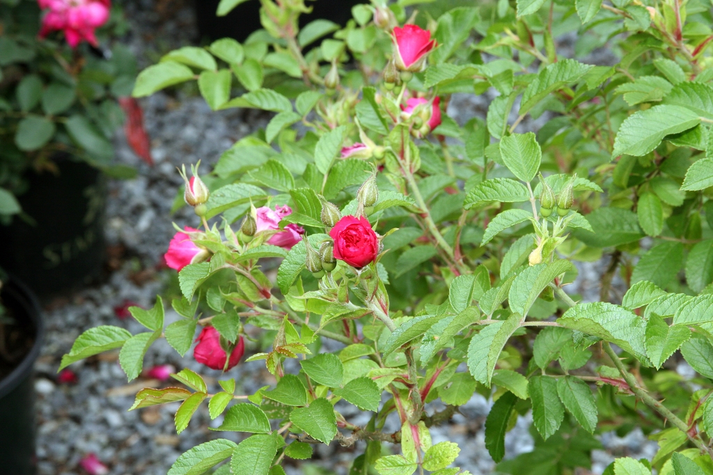 Flowers and leaves of F. J. Grootendorst'