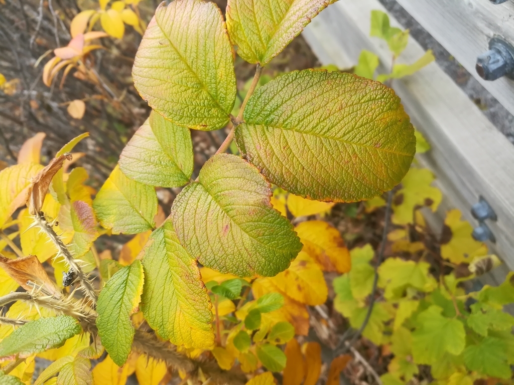 Compound leaf