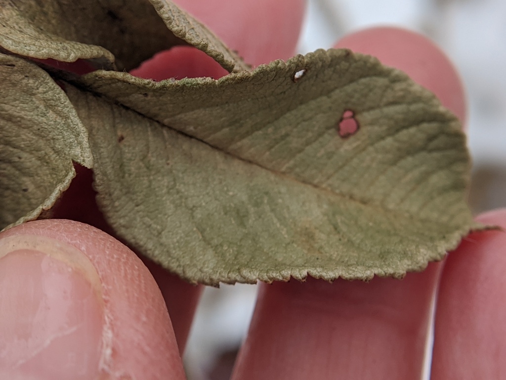 Leaf detail