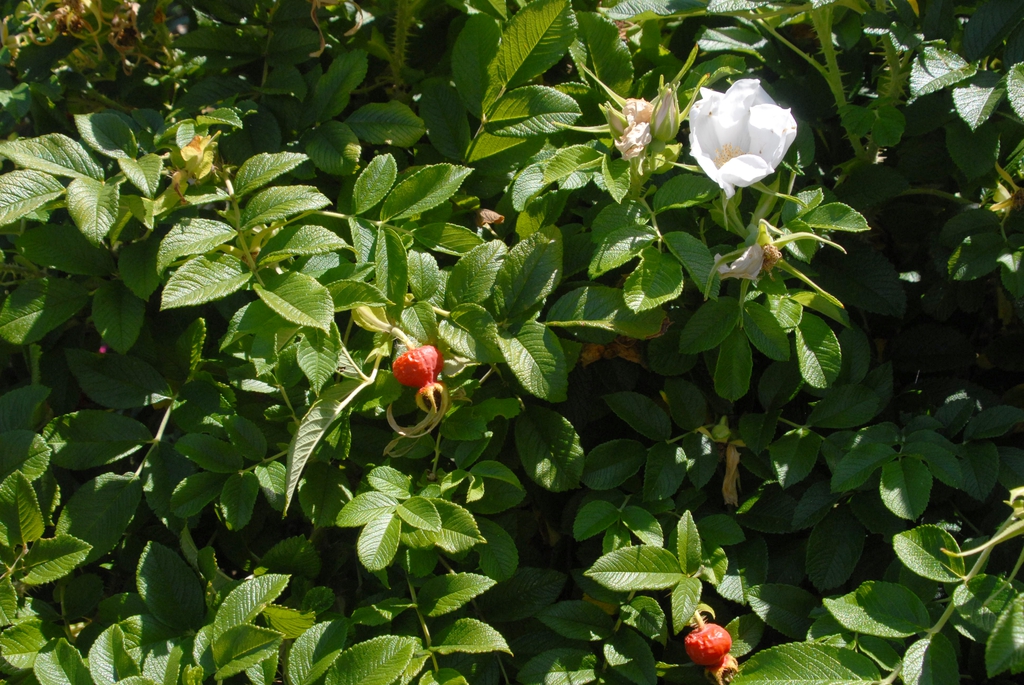 Rosa rugosa