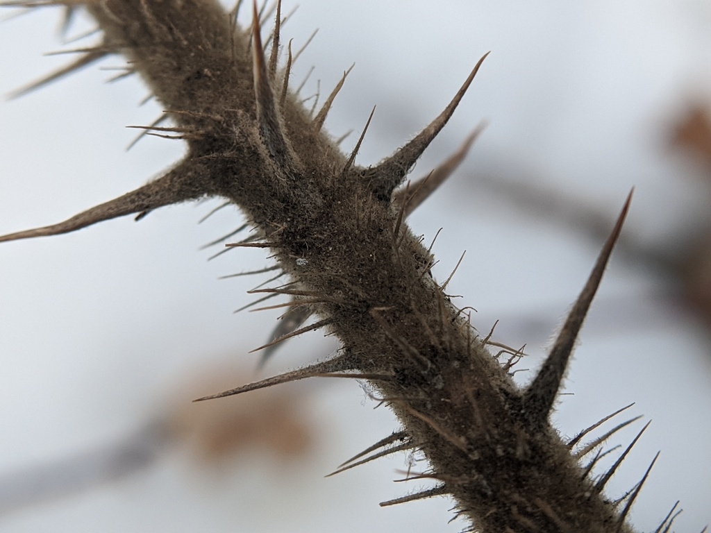 Lots of Prickles