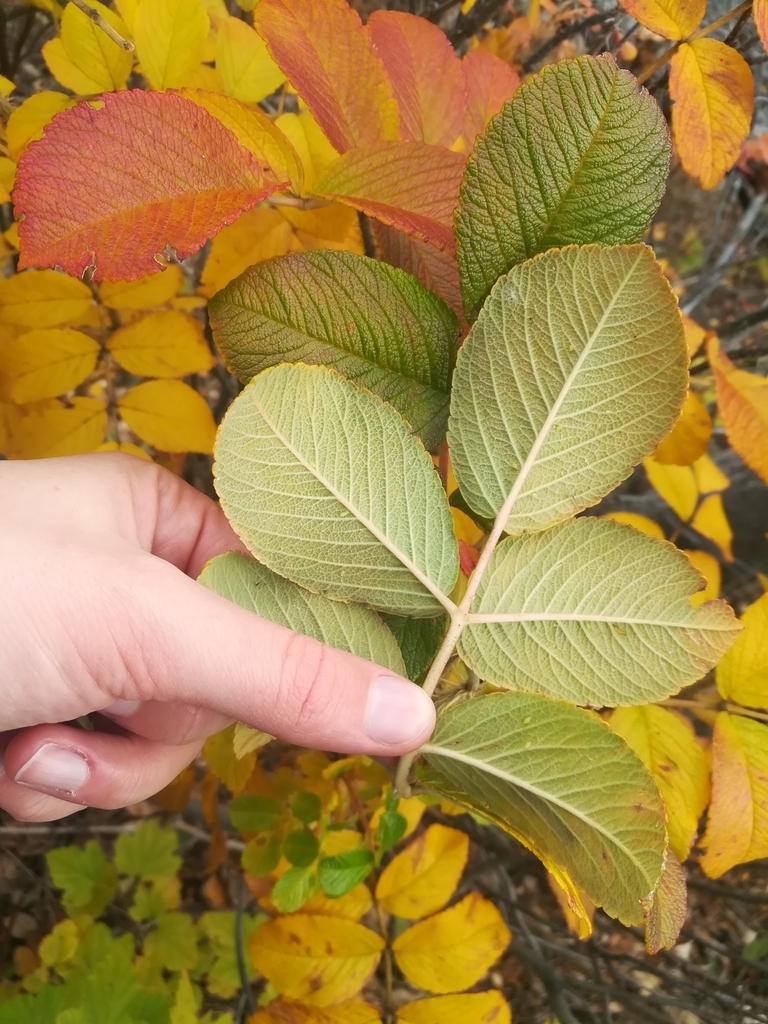 Underside of leaf