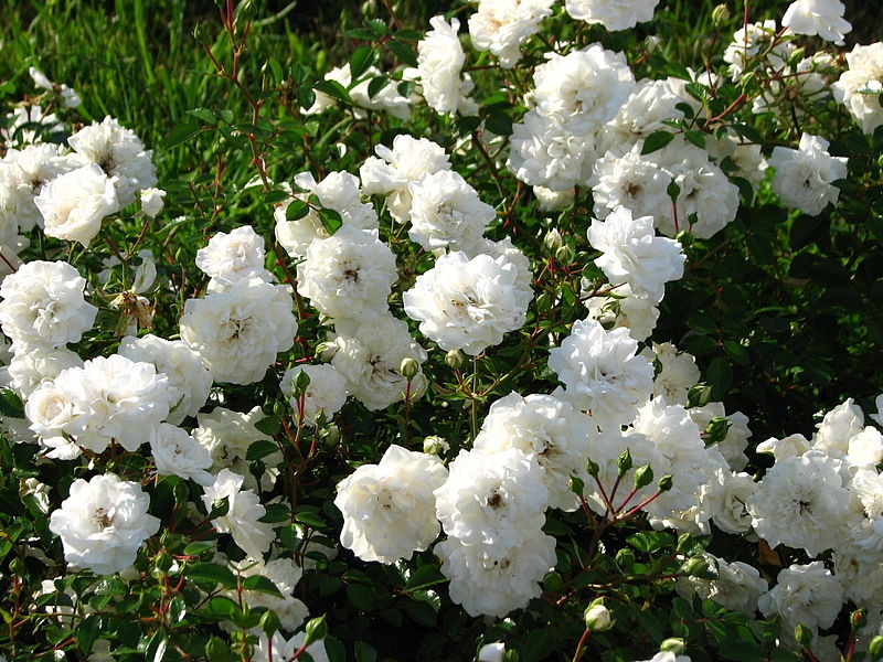 Rosa 'Seafoam'