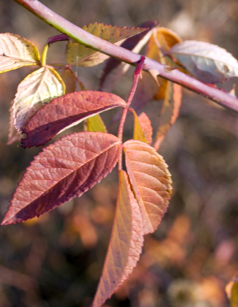 Reddish leaves in fall