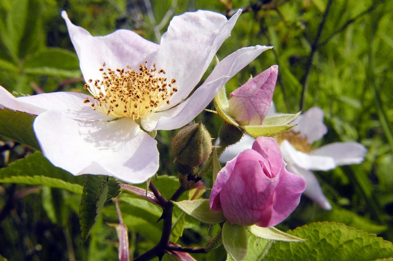 Single pink rose flower.