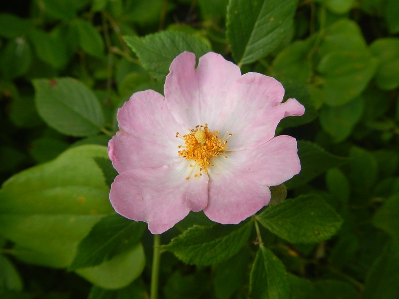 Single pink rose flower.