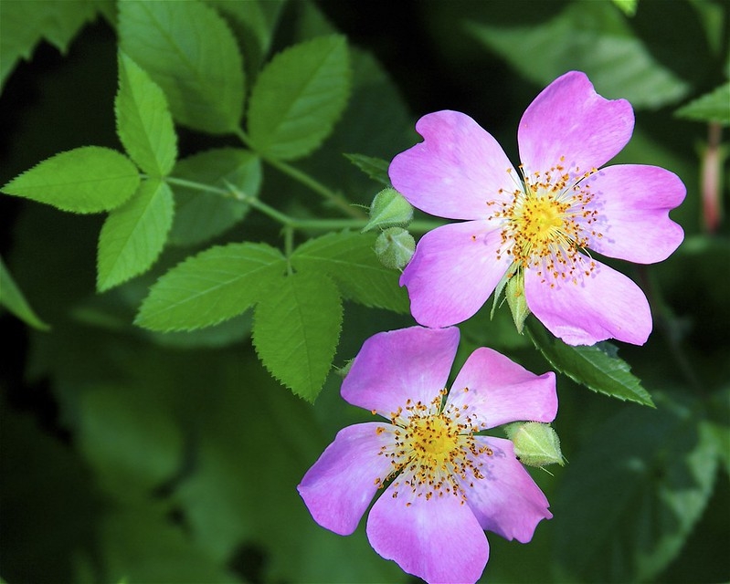Single pink rose flower.