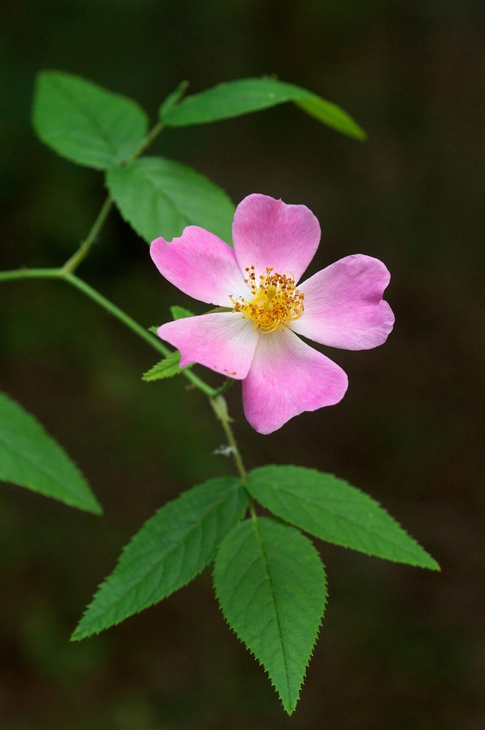 Pink flower with yellow stamens