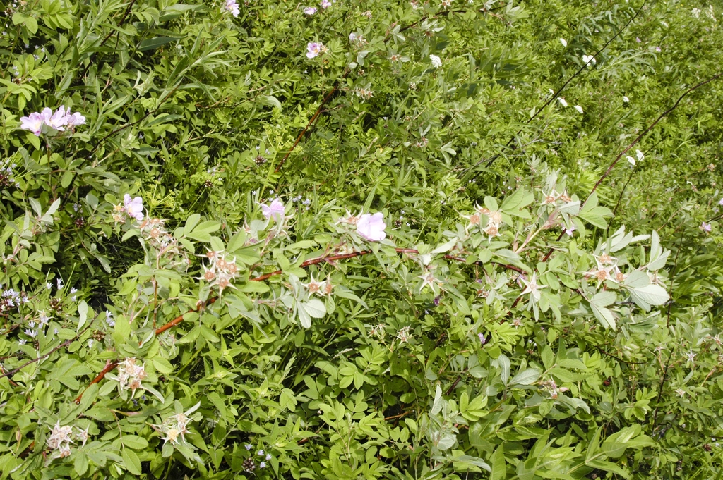 Form growing in a prairie preserve