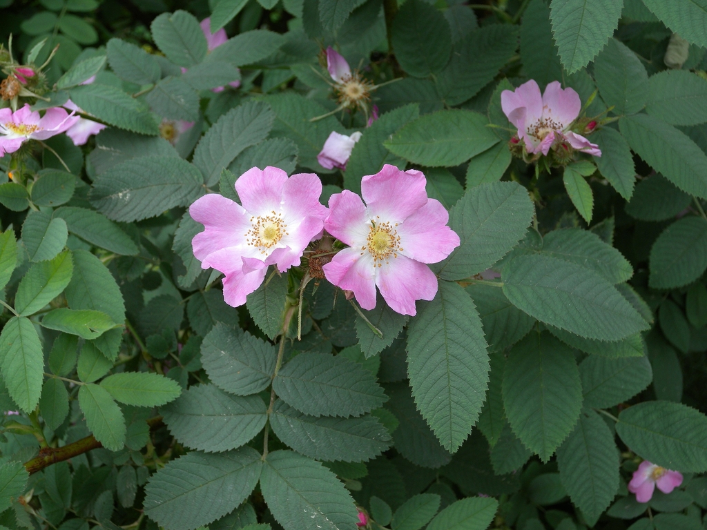 Pink, single, open flower with many stamens & dark green leaves.