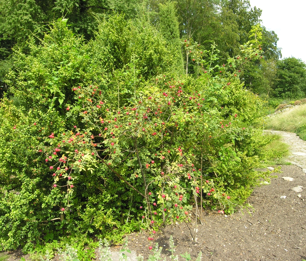 A low, dense shrub