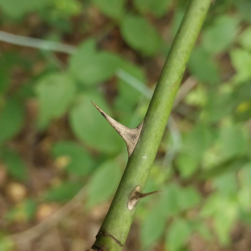 Green stem with just a few prickles.