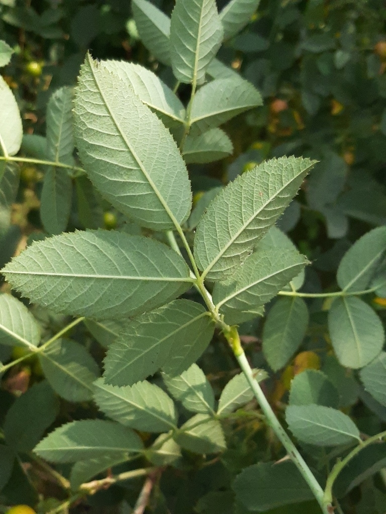 Pinnately compound leaf with five leaflets