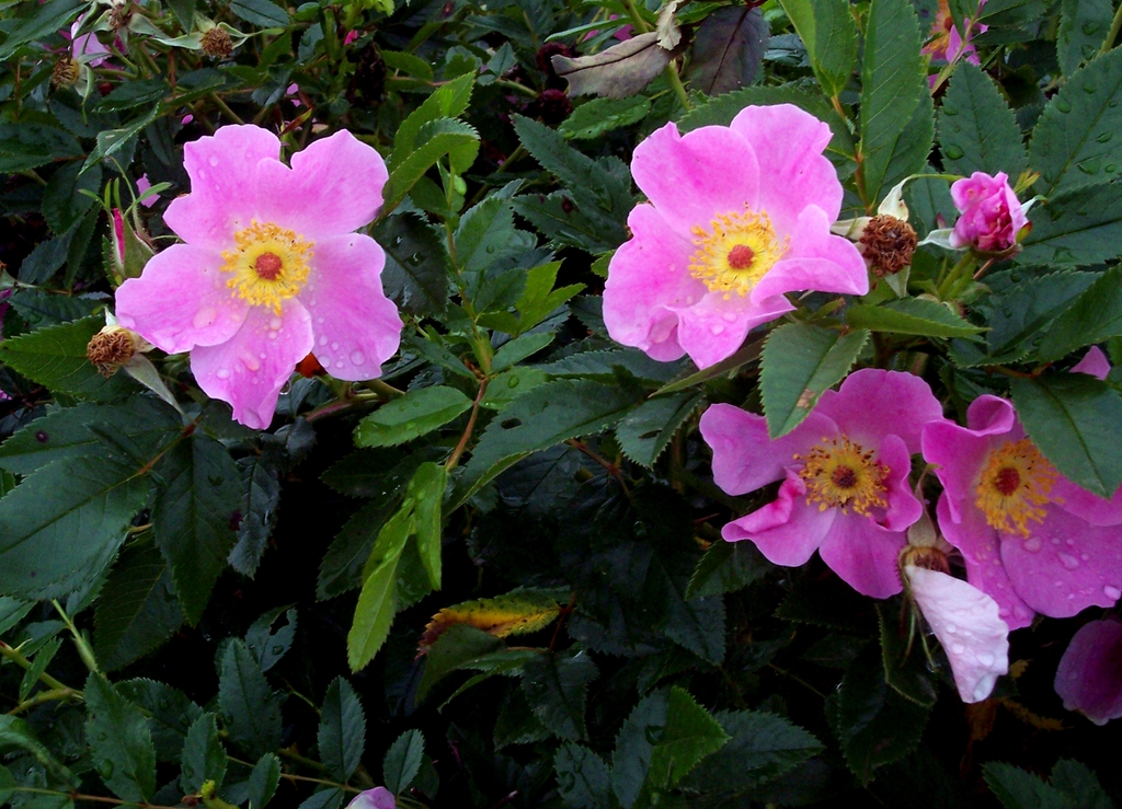 Flowers