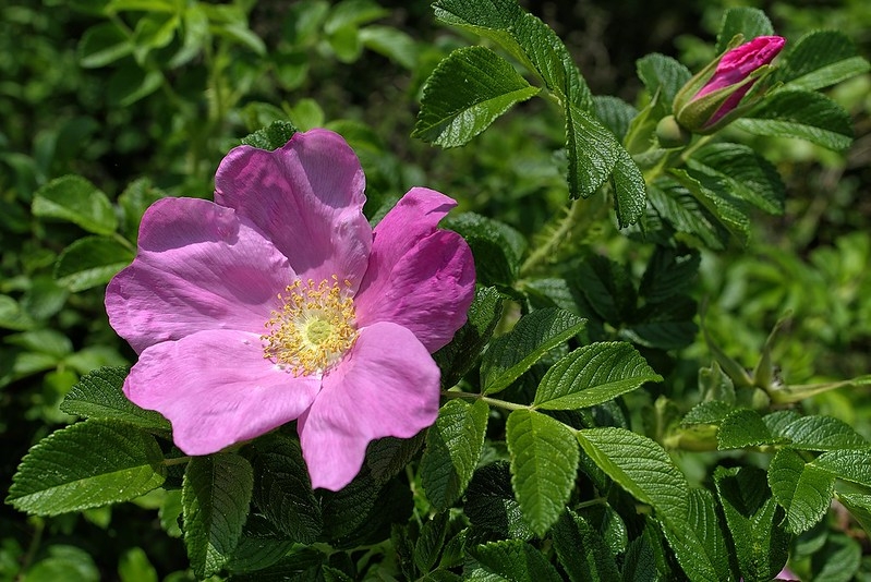 Single pink rose flower.