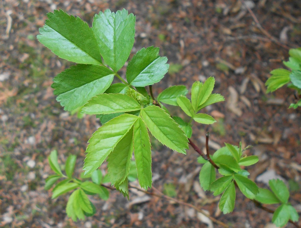 Leaves