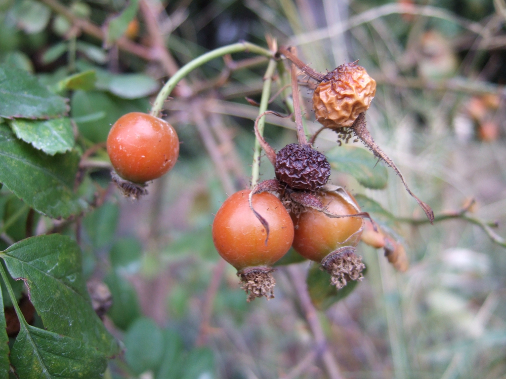 Fruit
