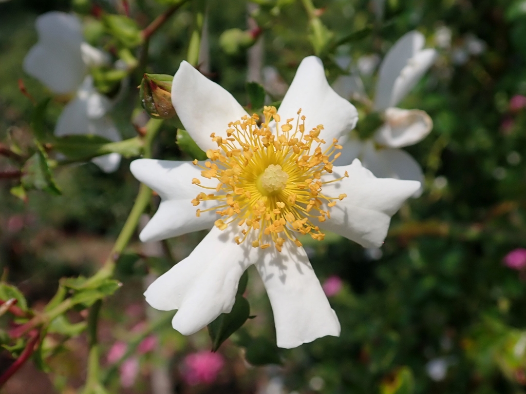 Flower detail
