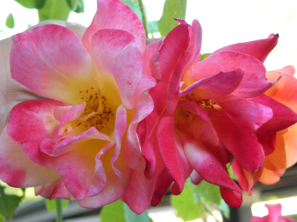 Flower detail