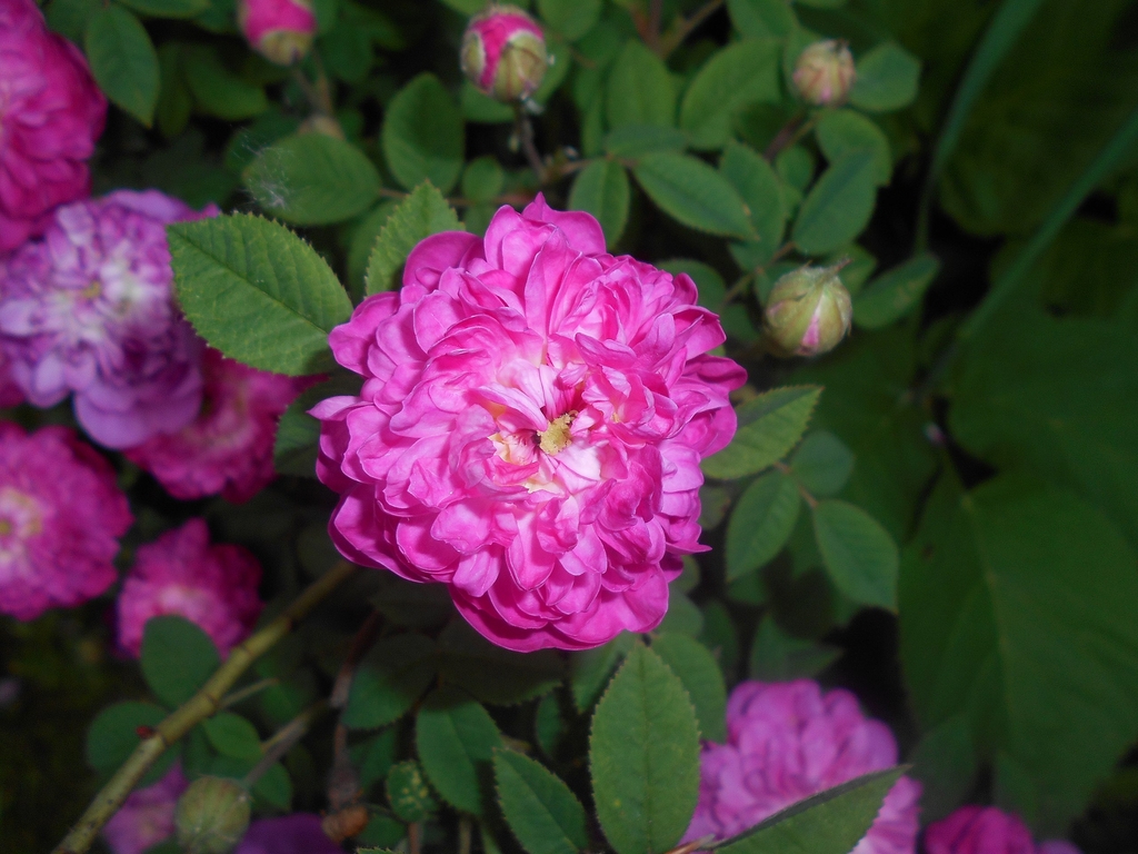 Flower and leaf