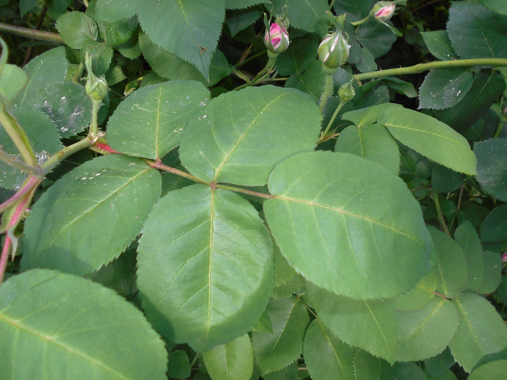 Leaves