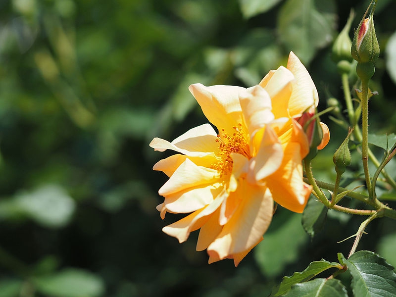 Rosa 'Autumn Sunset'
