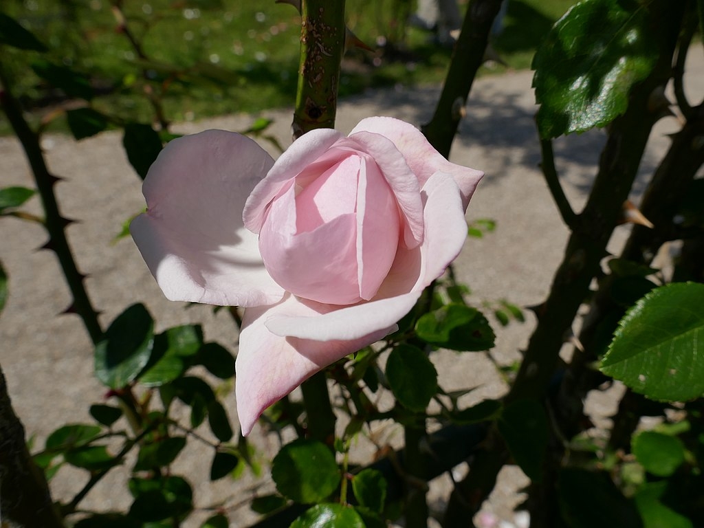 Pink rose.