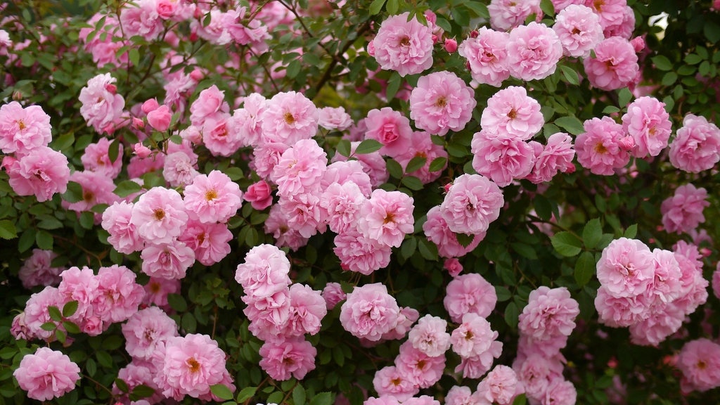 Flowers of 'John Davis'