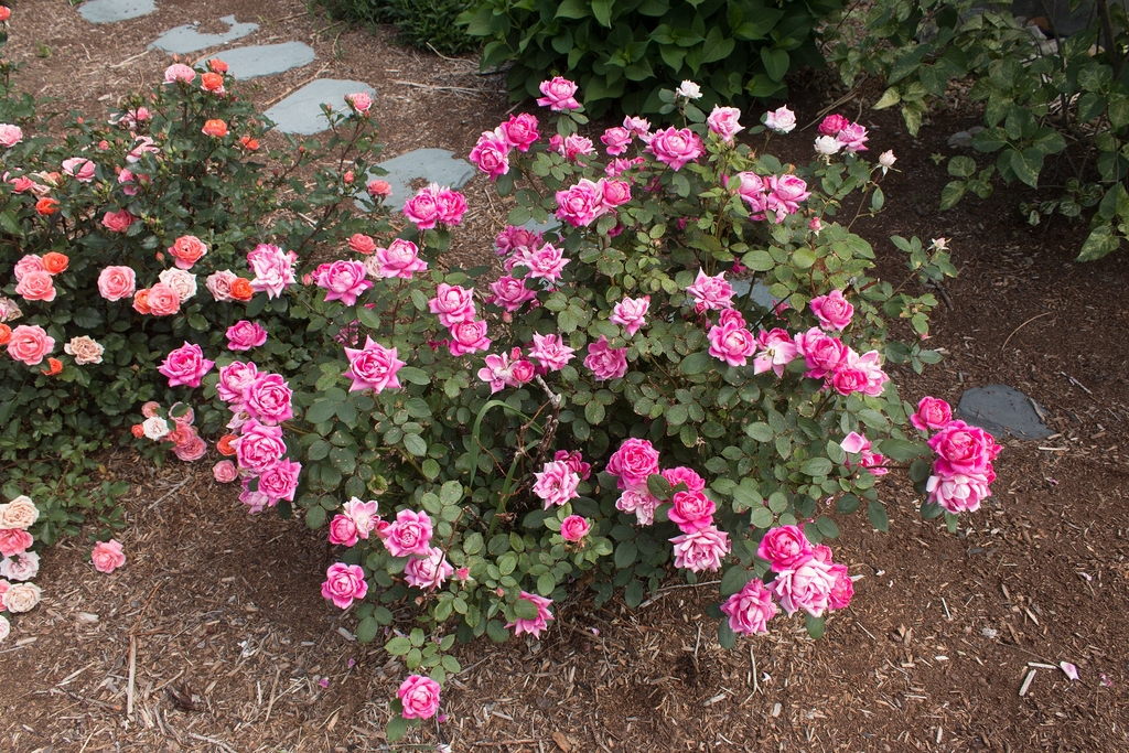 Double pink form in bloom