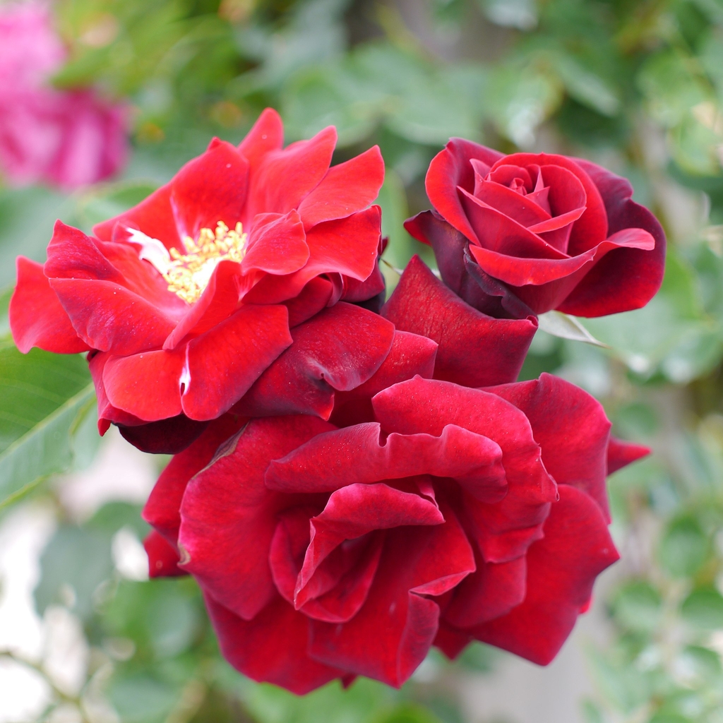 Red flowers in a cluster
