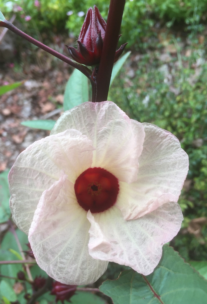 Hibiscus sabdariffa
