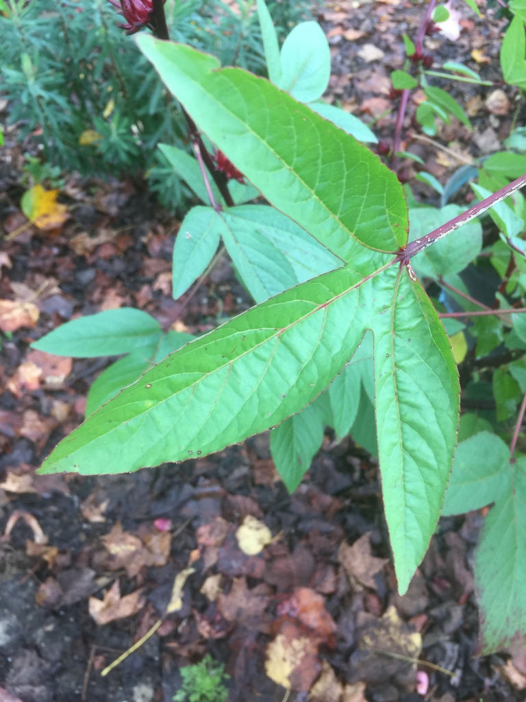 Hibiscus sabdariffa