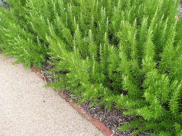 Low border with upright branches and needle leaves.