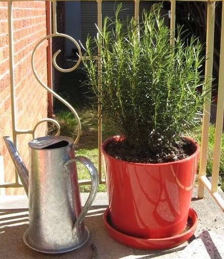 Upright plant with needle leaves in a red ceramic pot.