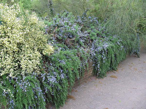 Low retaining wall with rosemary cascading over it.