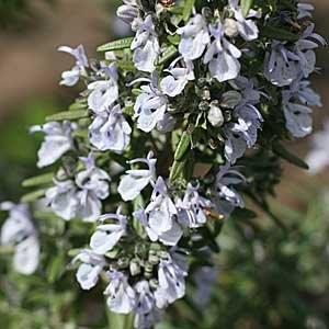 close-up on shoot with many small 2-lipped flowers.