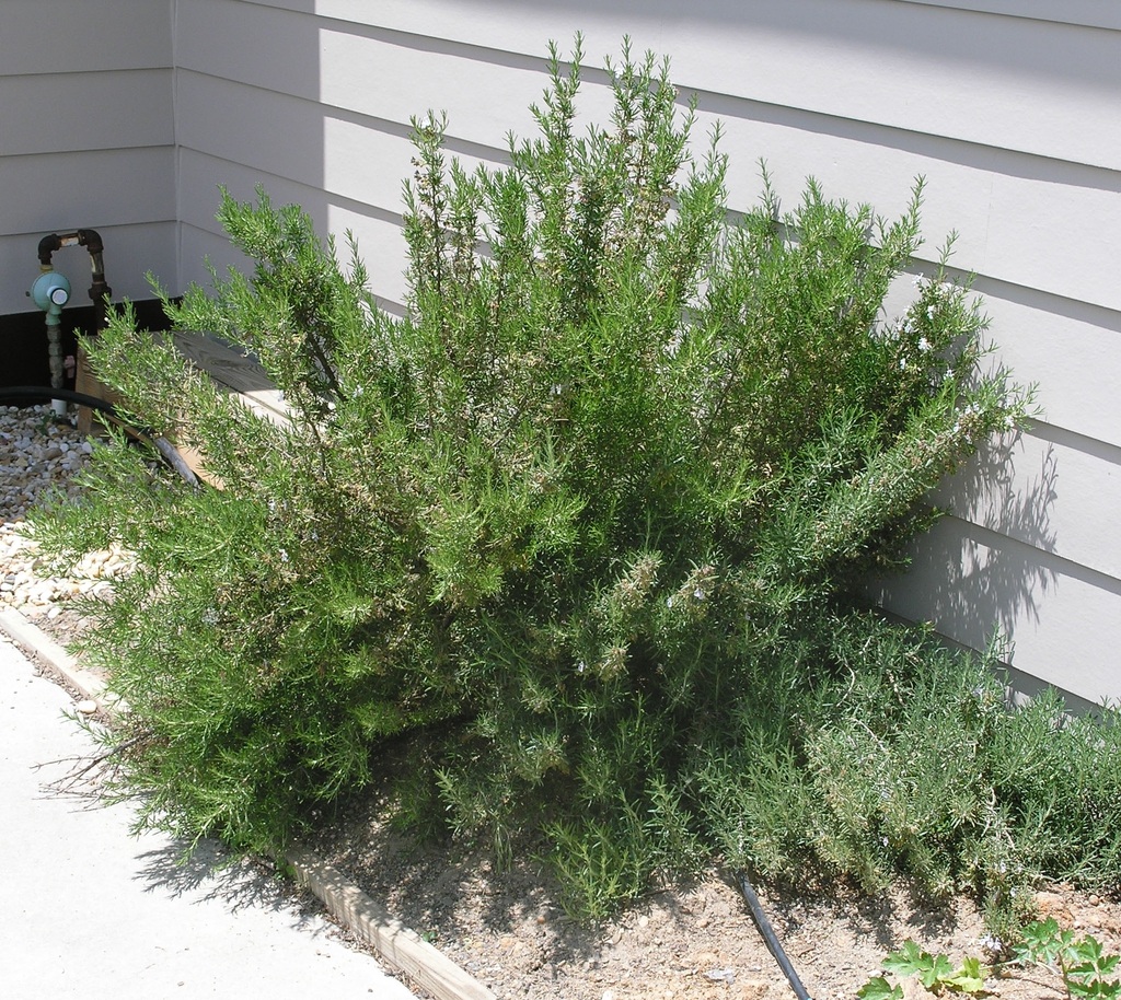 small, shrubby rosemary