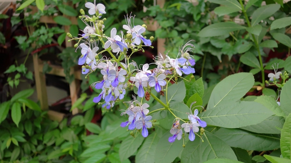 Rotheca myricoides ‘Ugandense’