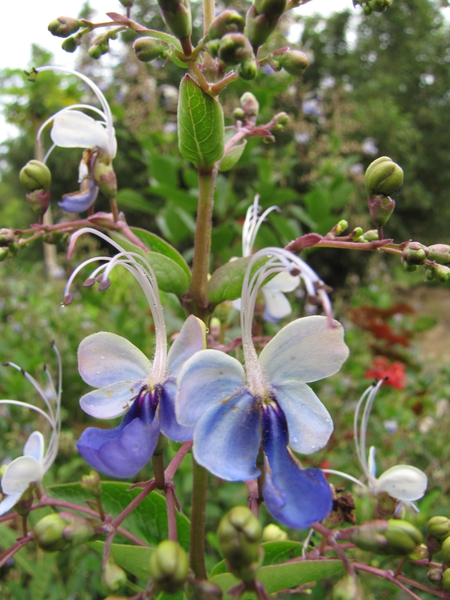 Rotheca myricoides ‘Ugandense’