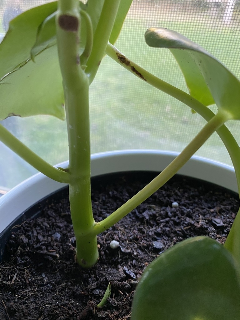 Round green stems, alternate leaves