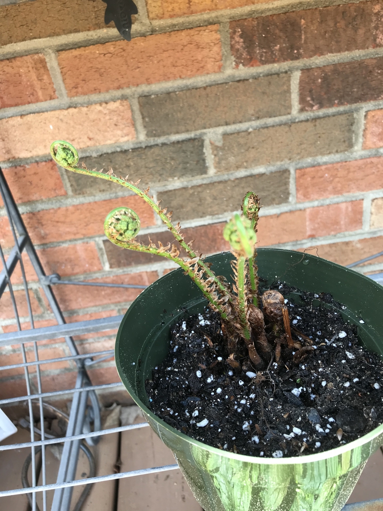 Unfurling fronds