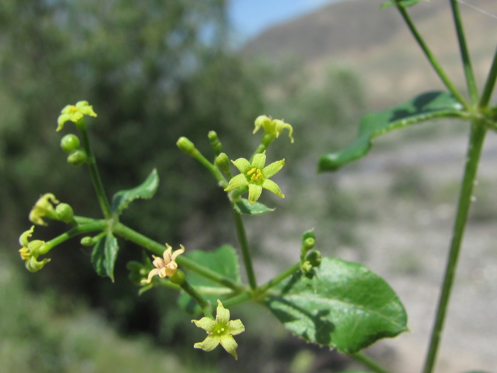 Small yellow flowers
