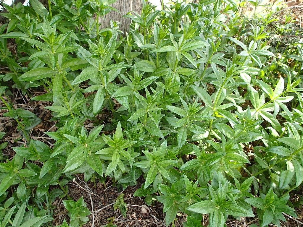 Form of shrub with green leaves