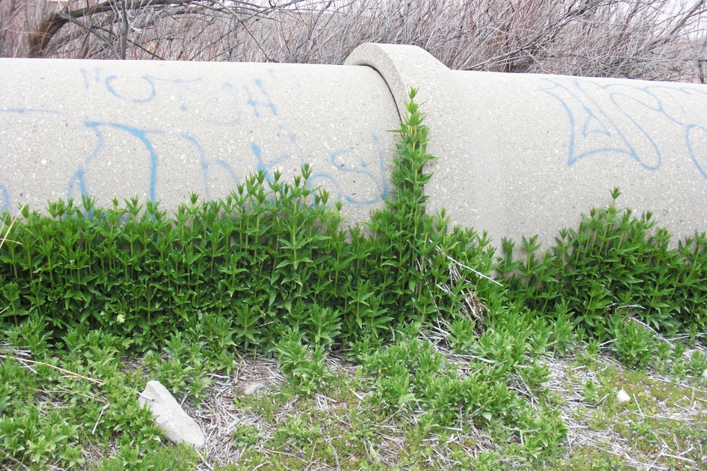Plants growing along a large pipe