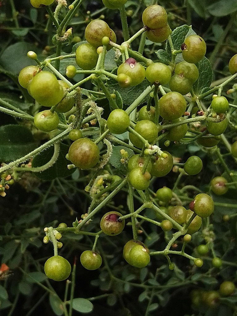 Immature fruits