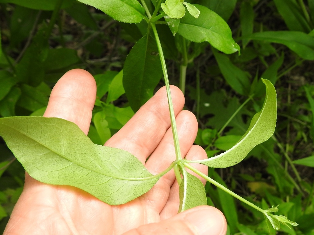 Opposite leaf juncture