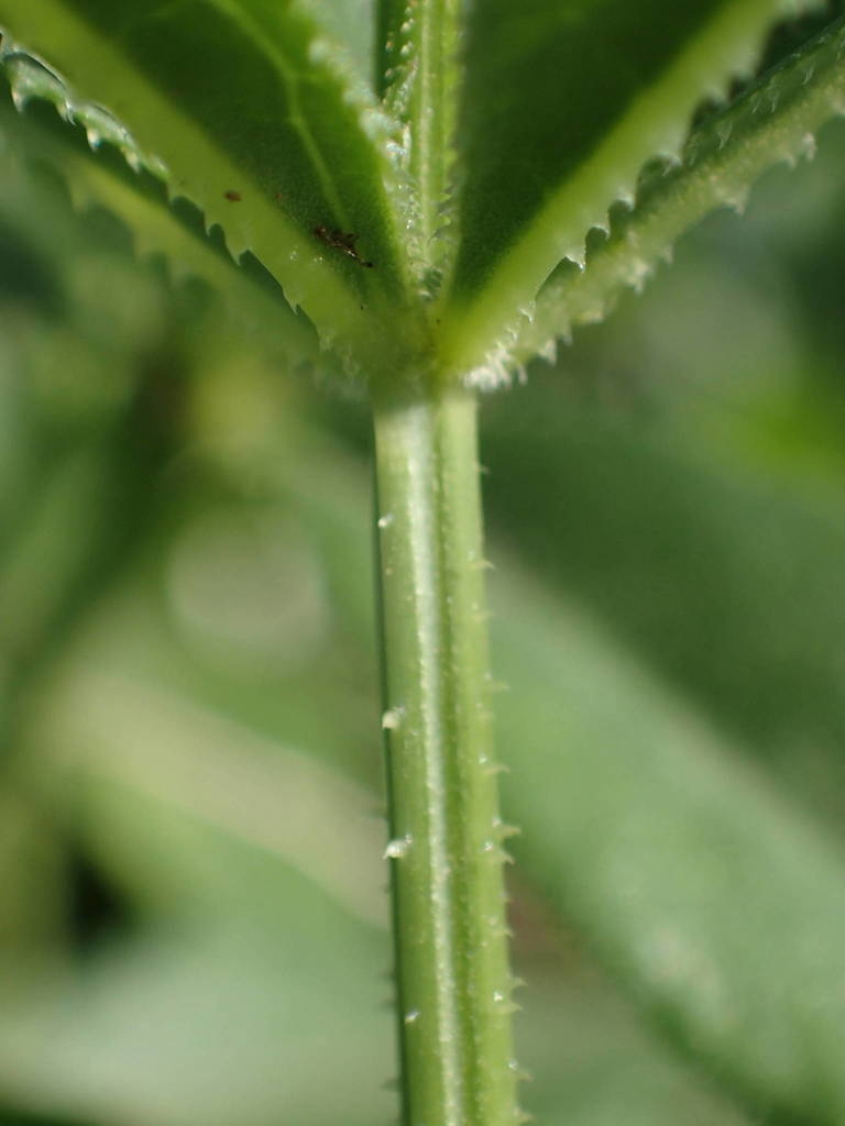 Stem and leaf with tiny climbing hooks